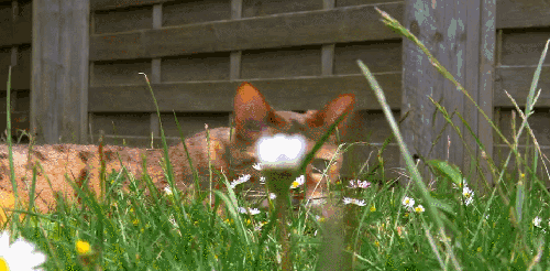 BBC 对猫的发现 抬头 猫咪 纪录片