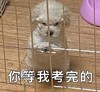 萌宠 猫星人 你等我考完的 等着吧 呆萌 可爱