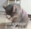 萌宠 喵星人 只要我偷偷抹泪 就没有人看到我哭 搞怪 逗