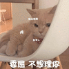 哼 委屈 不想理你 猫 可爱 呆萌