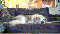 金毛 Golden Retriever 猫 宠物