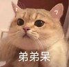 萌宠 猫星人 弟弟呆 害羞 呆萌 可爱