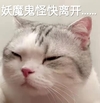 萌宠 猫星人 妖魔鬼怪快离开 走开 呆萌 可爱