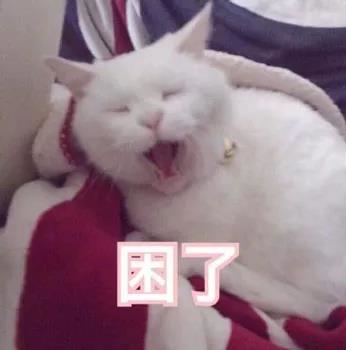 萌宠 猫咪 猫 晚安 晚安猫 困了