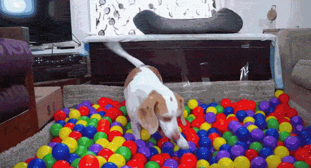 狗狗 可爱 海洋球 玩耍