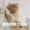 萌宠 猫星人 委屈的哭了出来 可怜 呆萌 可爱