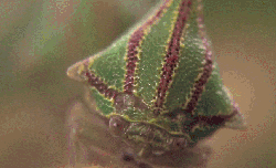 刺角蝉 昆虫 模仿大师：哥斯达黎加昆虫 纪录片