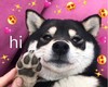萌宠 汪星人 嗨 哈喽 搞怪 逗
