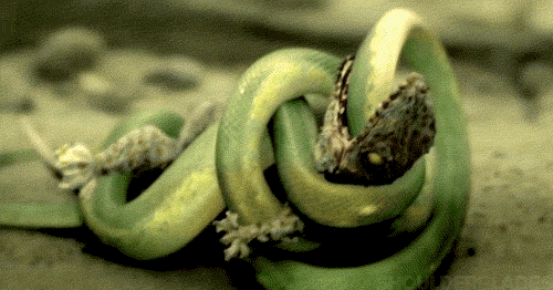 蛇 snake animal 食物