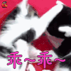 萌宠 乖 猫 喵星人 soogif soogif出品