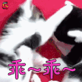 萌宠 乖 猫 喵星人 soogif soogif出品