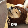 萌宠 狗 狗狗 汪星人 晚安