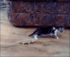 冷的  青蛙 跳舞 猫