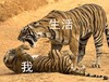 生活 我 安排得明明白白 搞怪 逗