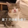 萌宠 猫星人 算了 不想看见傻子 闭眼 搞怪