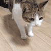 萌宠 猫 猫咪 空白表情DIY 空白表情