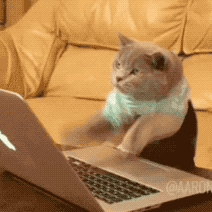 猫咪 疯狂 电脑 敲键盘