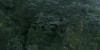 壮美 树 真人秀 跟着贝尔去冒险 风景 高山