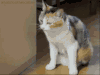 猫    再见    二蛋 二货