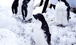 企鹅 动物 南极 可爱 延时摄影 直到世界尽头 风景