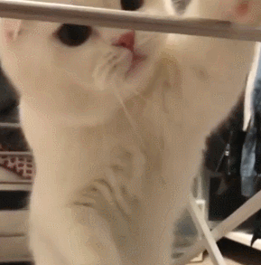 猫咪 喵星人 搞笑 淘气 可爱