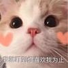 萌宠 猫星人 我就盯到你喜欢我为止 害羞 呆萌 可爱