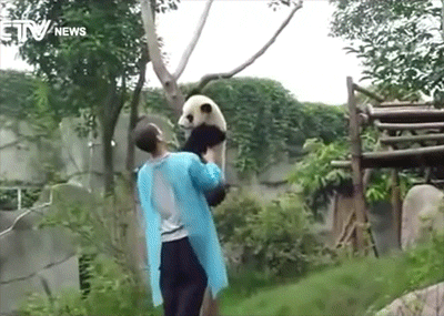 熊猫 饲养员 亲亲 萌化了 天然呆 动物 panda