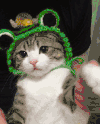 猫咪 绿帽子 招手 呆萌