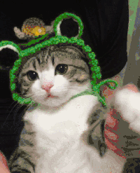 猫咪 绿帽子 招手 呆萌