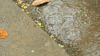 下雨 落叶 水滴 水面