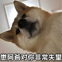 萌宠 狗 柴犬 汪星人 非常失望