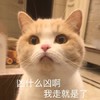 萌宠 猫星人 凶什么凶啊 我走就是了 呆萌 可爱