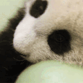 熊猫  球  幼小  可爱  萌