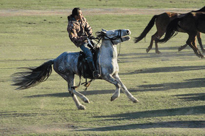 骑马 奔跑 草原 绿色