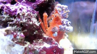 螃蟹 crab 海洋 海底