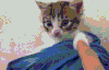 喵星人 搞笑 萌宠 猫咪