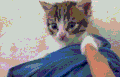 喵星人 搞笑 萌宠 猫咪