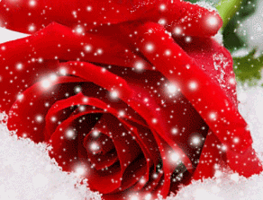 花朵 漂亮 红色 雪花