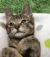 猫咪 躺着 比心 呆萌