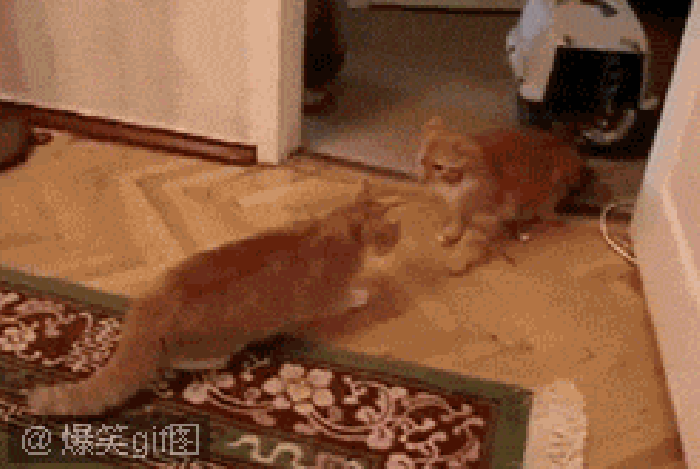 小猫 地毯 尾巴 动态