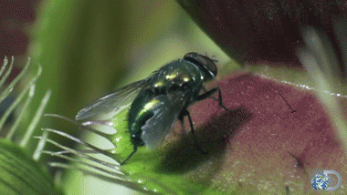 植物 神奇 苍蝇 食人花 危险 吃  动物