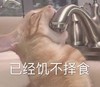 萌宠 猫星人 已经饥不择食 啥都下手 呆萌 可爱