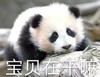 萌宠 熊猫 宝贝在干嘛 好奇 呆萌 可爱