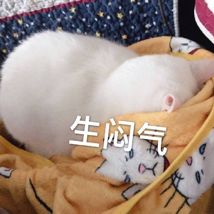 萌宠gif猫星人gif生闷气gif不要烦我gif不开心gif呆萌gif可爱gif