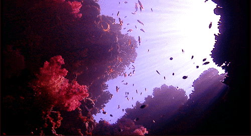 珊瑚  大海 水下 海洋