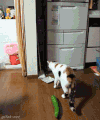 小猫 黄瓜  跳起 搞笑