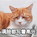 猫咪 眯眼 不开心 满脸都写着高兴