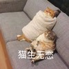 萌宠 喵星人 猫生无恋 生无可恋 搞怪 逗