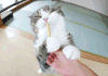 内涵 吐槽 喵星人 猫咪 萌宠 猫