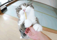 内涵 吐槽 喵星人 猫咪 萌宠 猫